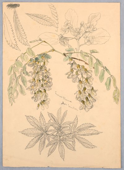 gresshopper blomstrer av Samuel Colman