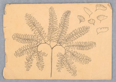 Maidenhair Fern av Samuel Colman
