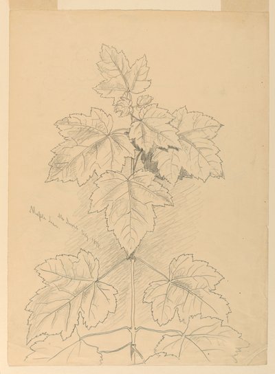 Maple Leaves, Mt. Desert av Samuel Colman