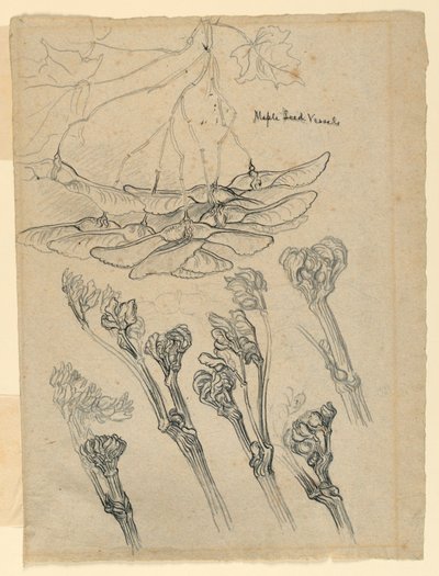 Lønnfrøkar av Samuel Colman