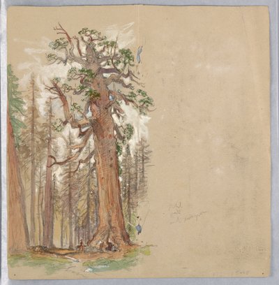 Eik og Evergreen av Samuel Colman