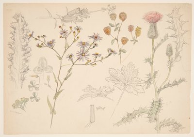 Studier av engblomster av Samuel Colman