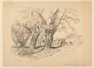 Studie for Cypress Trees of Montezuma, Park of Chapultepec, Mexico av Samuel Colman