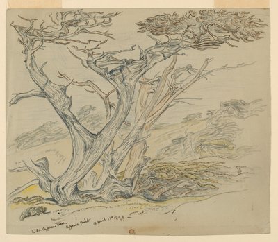 Studie av gamle sypresser, Cypress Point av Samuel Colman