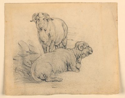 Studie av to værer av Samuel Colman