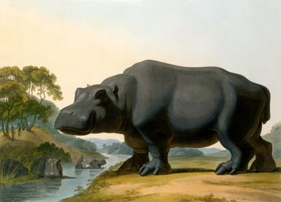 Hippopotamus, 1804 av Samuel Daniell