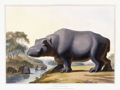 Hippopotamus, 1804 av Samuel Daniell