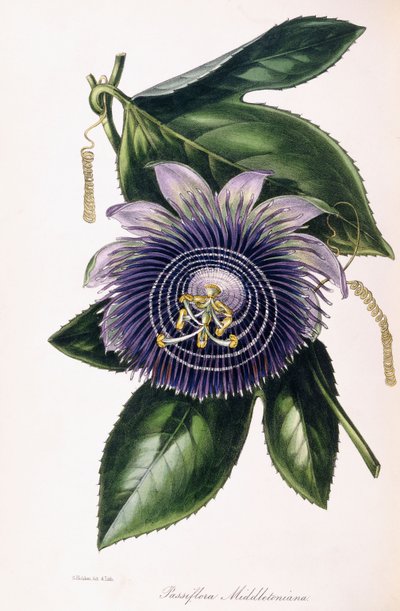 Passiflora Middletoniana, ca. 1834-1849 av Samuel Holden