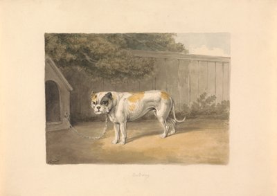 En bulldog av Samuel Howitt