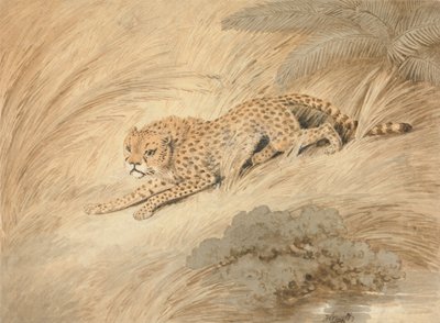 En hukende gepard ved en dam av Samuel Howitt