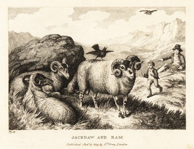 En jackdaw synger på ryggen til en vær. 1811 (etsing) av Samuel Howitt