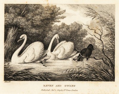 En ravn prøver å vaske seg for å være mer som de hvite svanene. 1811 (etsing) av Samuel Howitt