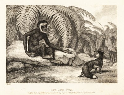 En haleløs ape ber en rev om noe av halen hans. Ape og rev. 1811 (etsing) av Samuel Howitt