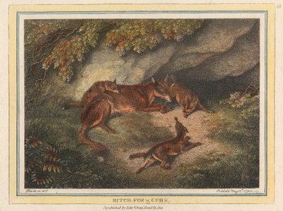 Tispe rev og unger av Samuel Howitt