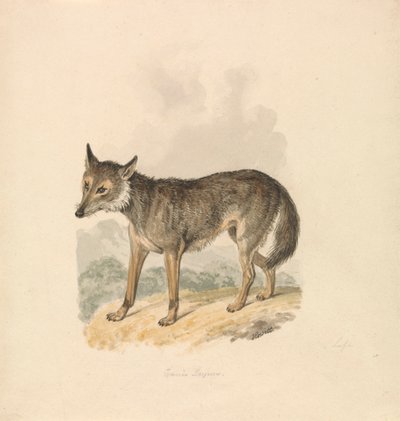 Canis Lupus, eller grå ulv av Samuel Howitt