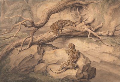 Lekende leoparder blant falne trær og steiner av Samuel Howitt