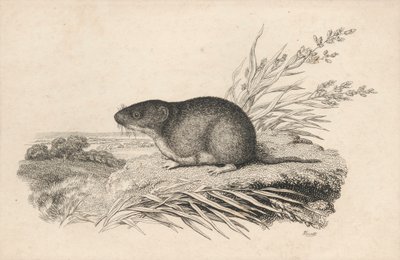 bisamrotte av Samuel Howitt