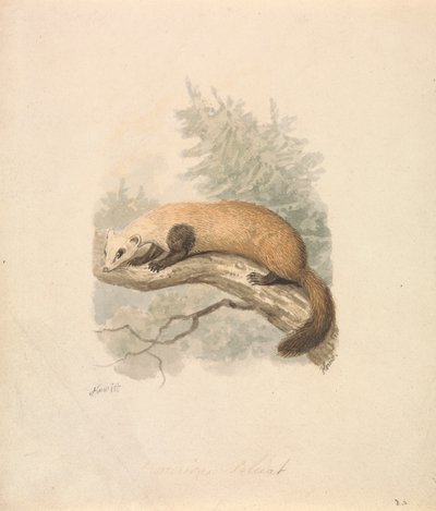 Polecat av Samuel Howitt