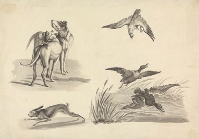 Ark med studier av hunder, hare, falk og ender av Samuel Howitt