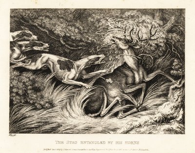 Tre hunder angriper en hjort fanget av geviret. 1811 (etsing) av Samuel Howitt