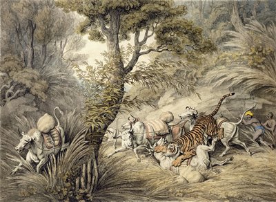 Tiger angriper et storfetog, av Samuel Howitt