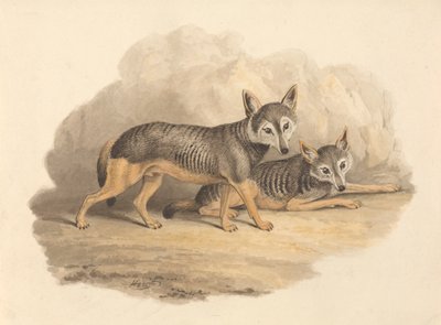 To hyener av Samuel Howitt