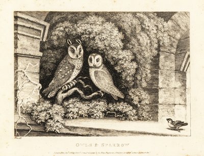 To ugler og en spurv. 1811 (etsing) av Samuel Howitt