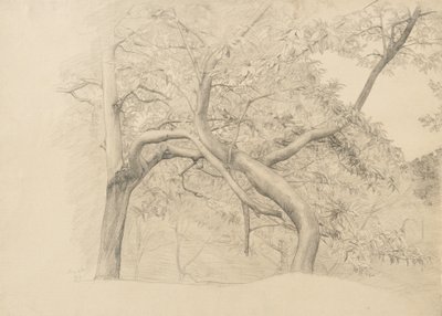 Et kratt av trær i løvverk, 1884 (grafitt på brunfarget papir) av Samuel Isham