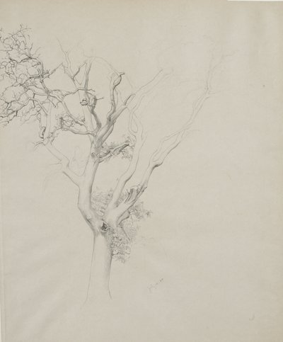 Trestudie, 1884 (grafitt på grått vevd papir) av Samuel Isham