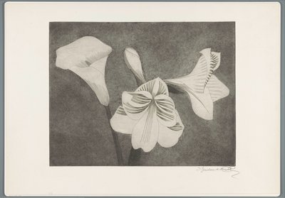 Amaryllis og arum av Samuel Jessurun de Mesquita (signed by artist)
