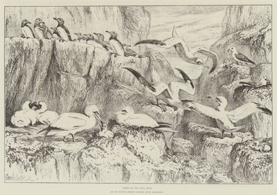 Birds on the Bass Rock, i Natural History Museum, South Kensington av Samuel John Carter