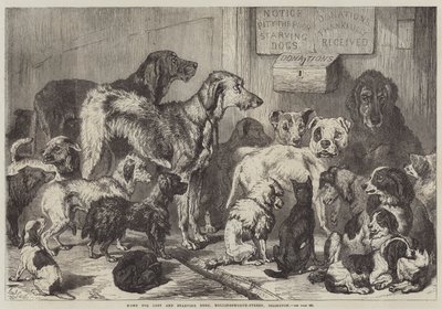 Hjem for tapte og sultne hunder, Hollingsworth-Street, Islington av Samuel John Carter