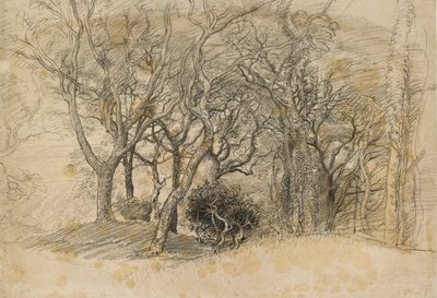 Studie av trær, Clovelly Park, 1834 av Samuel Palmer