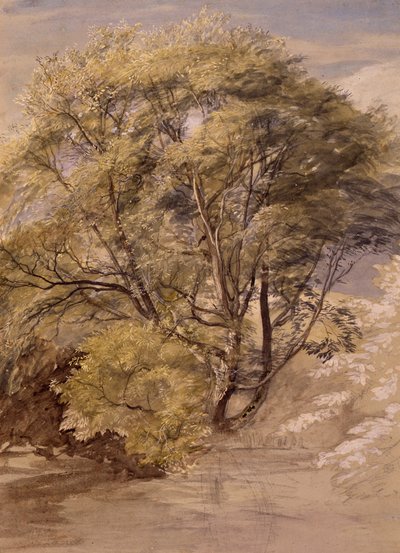 Study of a Willow Tree, ca. 1850 (akvarell på papir) av Samuel Palmer