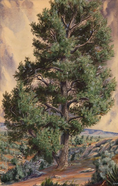 Furutre av Sandow