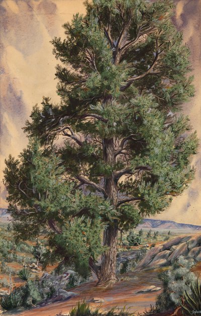 Pine Tree, n.d. av Sandow