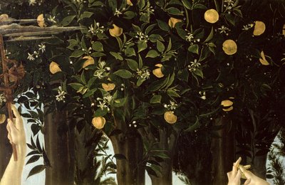 Primavera, detalj av appelsintreet, c.1478 tempera på panel av Sandro Botticelli