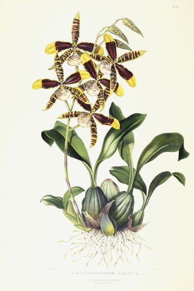 Odontoglossum Grande, ca. 1837-1843 av Miss Drake