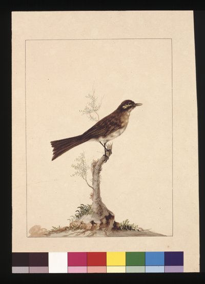 Side 14. Guløret fluesnapper. Nå kjent som en honningeater med gul ansikt, ca. 1789-90 (akvarell) av Sarah Stone