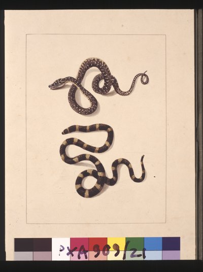 Side 21. Slanger nr. 1 & nr.2. Nå kjent som en ung diamantslange og en bandybandy, ca. 1789-90 (akvarell) av Sarah Stone