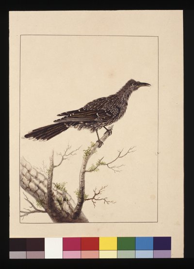 Side 26. Wattled Bee Eater hunn. Nå kjent som en liten Wattle-fugl, ca. 1789-90 (akvarell) av Sarah Stone