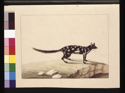 Side 28. En Tapoa Tafa. Nå kjent som en Dasyurus quoll. Ser ut til å være en Sarah Stone-kopi av en Charles Catton Junr. tallerken, ca. 1789-90 (akvarell) av Sarah Stone