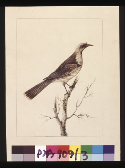 Side 3. Knott, Fronted Bee Eater: Signert l.c. Sarah Smith. Nå kjent som en Friar-fugl, ca. 1789-90 (akvarell) av Sarah Stone