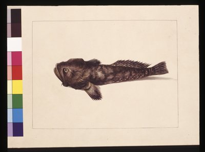 Side 8. Tvilsomme Lophius. Nå kjent som en froskefisk, ca. 1789-90 (akvarell) av Sarah Stone