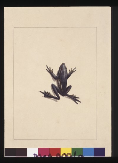 Side 9. Blå frosk. Nå kjent som en grønn trefrosk, ca. 1789-90 (akvarell) av Sarah Stone