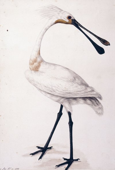 Skestork, 1777 av Sarah Stone