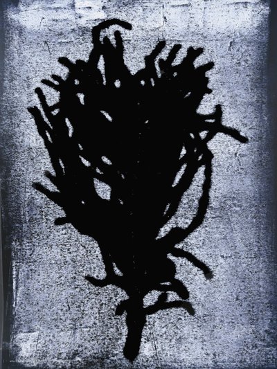 Black fern 2020 (monoprint) av Sarah Thompson Engels