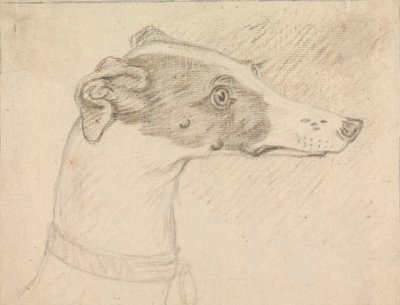 Hodeportrett av Grayhound av Sawrey Gilpin