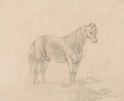 Hannhest av Sawrey Gilpin