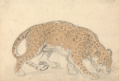 Studie av en leopard av Sawrey Gilpin